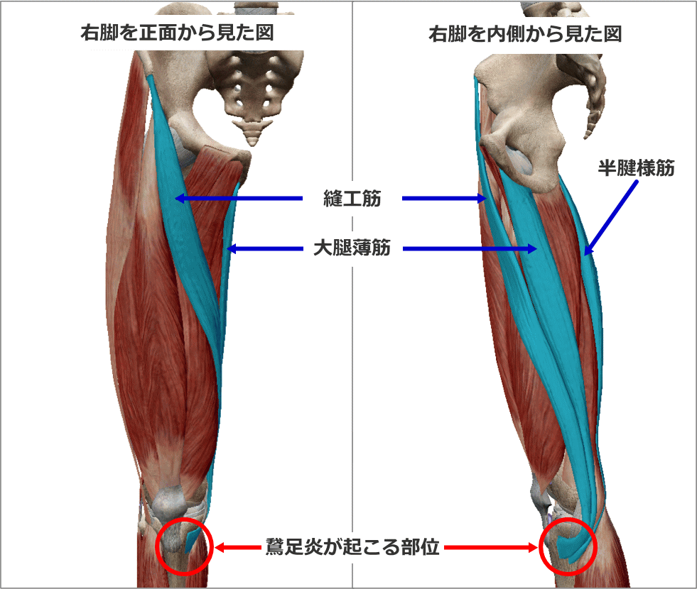 鵞足炎の起きる患部