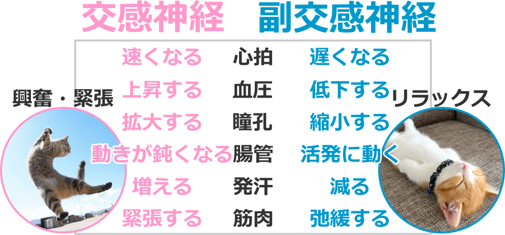 自律神経失調症