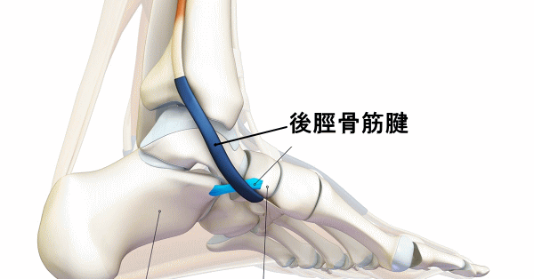 後脛骨筋腱