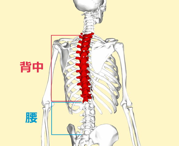 背中と腰の範囲