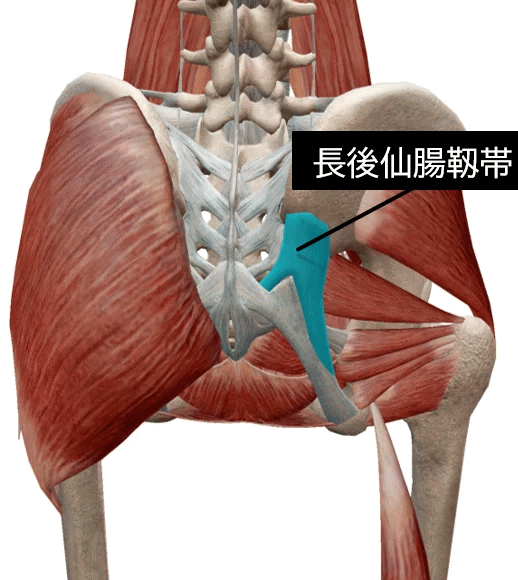 ぎっくり腰の原因となる長後仙腸靭帯