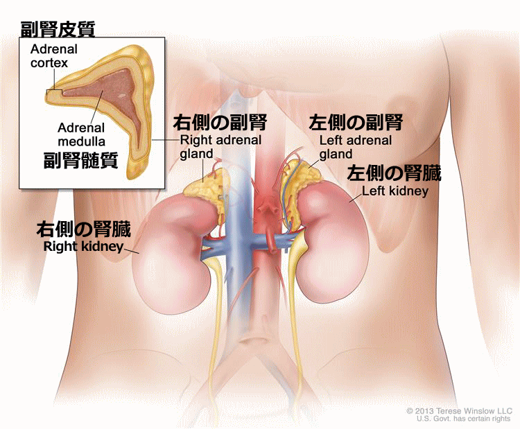 腎臓と副腎