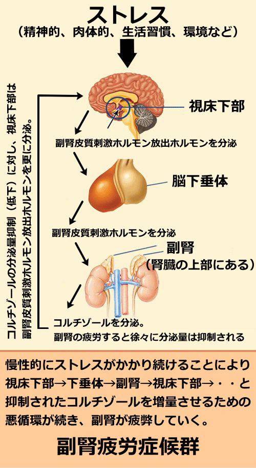 副腎疲労の流れ