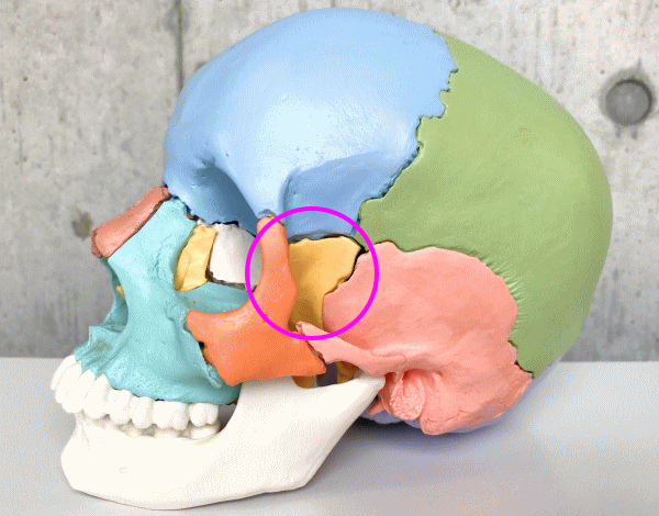 調整する蝶形骨