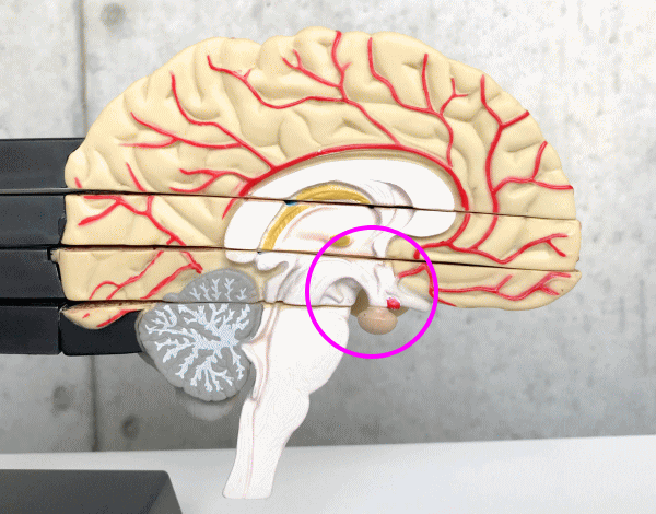 調整する視床下部