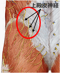 上殿皮神経障害の箇所
