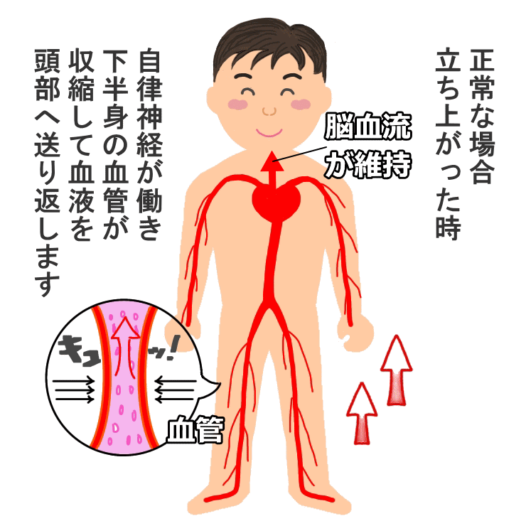 正常な場合、脳血流が維持