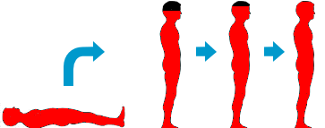 正常な人の血圧低下の図