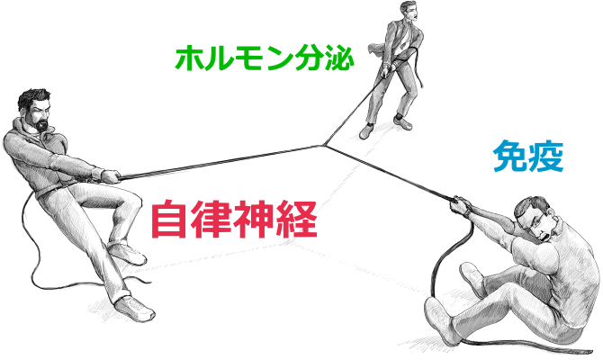 自律神経、免疫、ホルモン分泌のバランス図