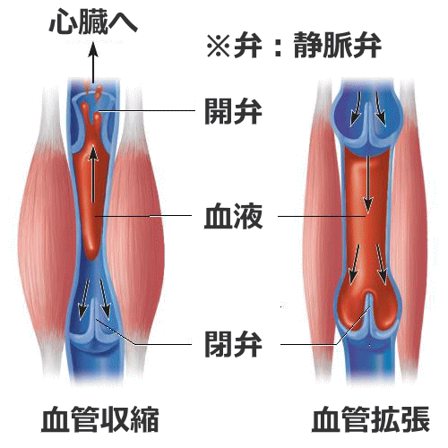 下半身からの静脈の流れ