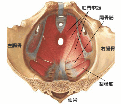 突発性肛門痛の関連筋