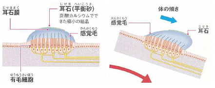 耳石の移動