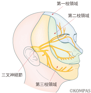 三叉神経痛・顔面神経痛の神経の流れ
