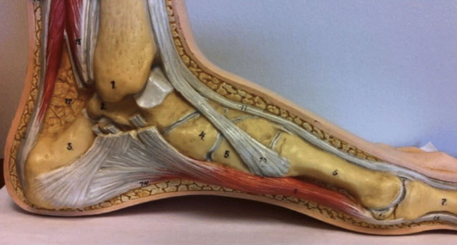 本来の足のアーチ