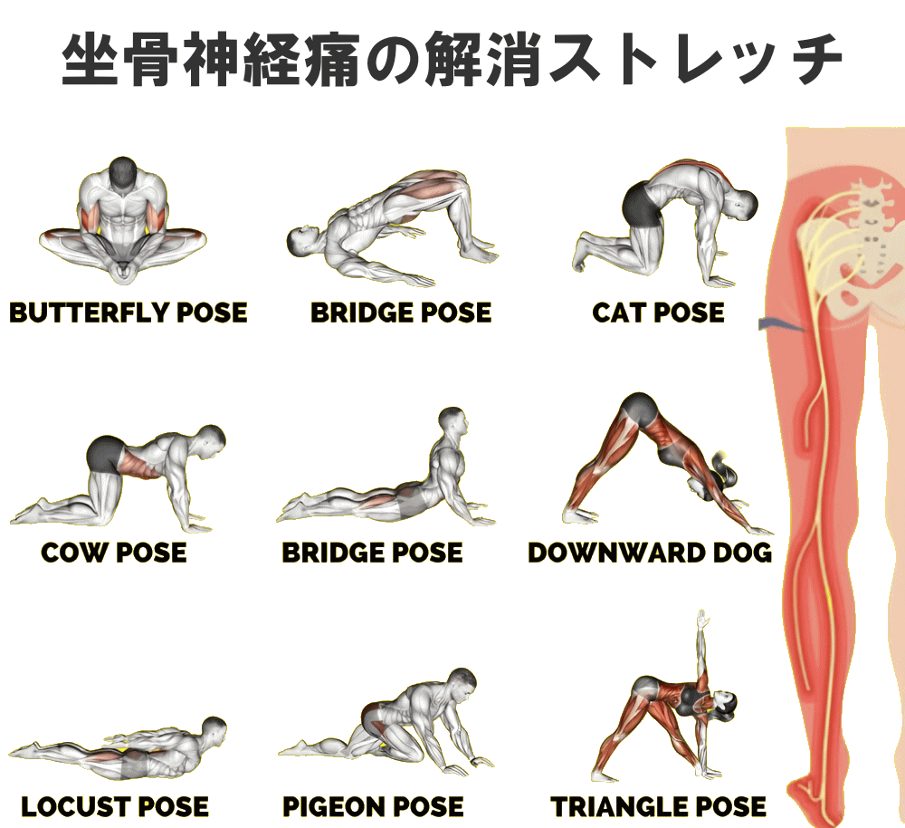 坐骨神経痛解消ストレッチ